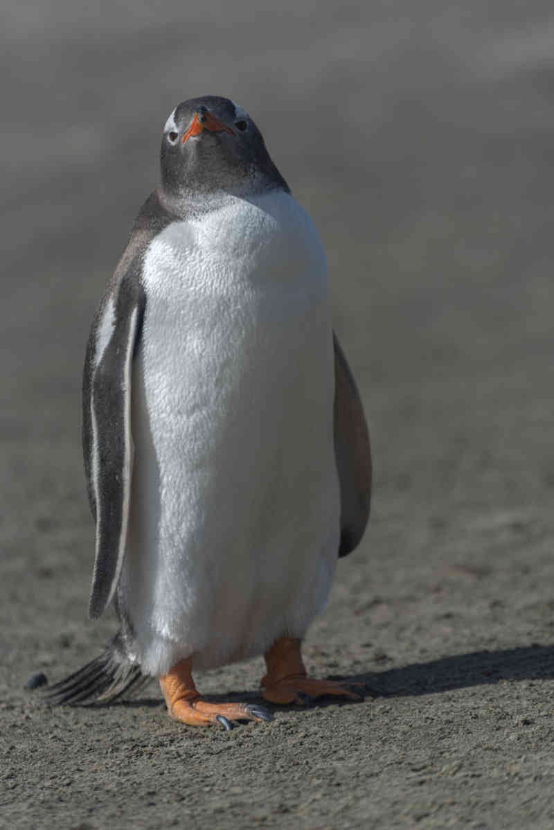 Pingüino Papua o Gentoo - islas Falkland o Malvinas 04.jpg